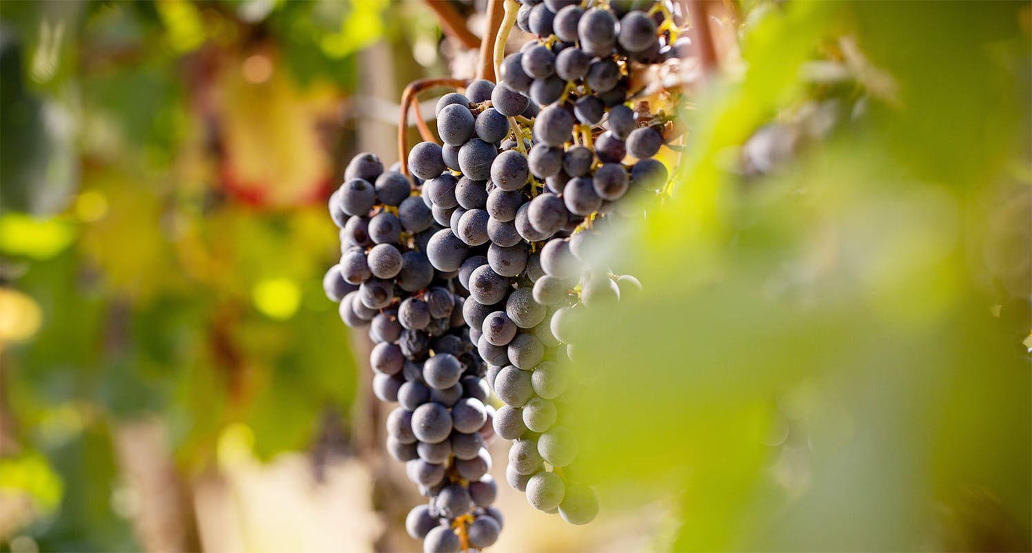 une sélection des plus beaux terroirs